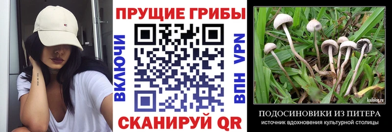 mega сайт  купить закладку  Шали  Псилоцибиновые грибы Magic Shrooms 